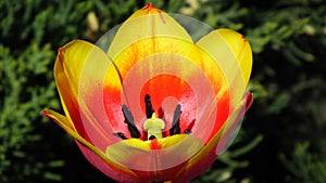 Yellow - red tulip developed photo